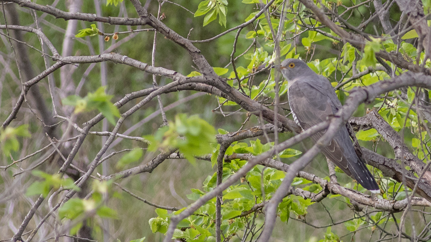 Common Cuckoo